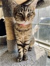 adoptable Cat in montello, WI named Lilly