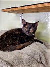 adoptable Cat in montello, WI named Toffee