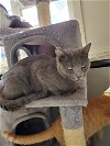 adoptable Cat in , WI named Pewter