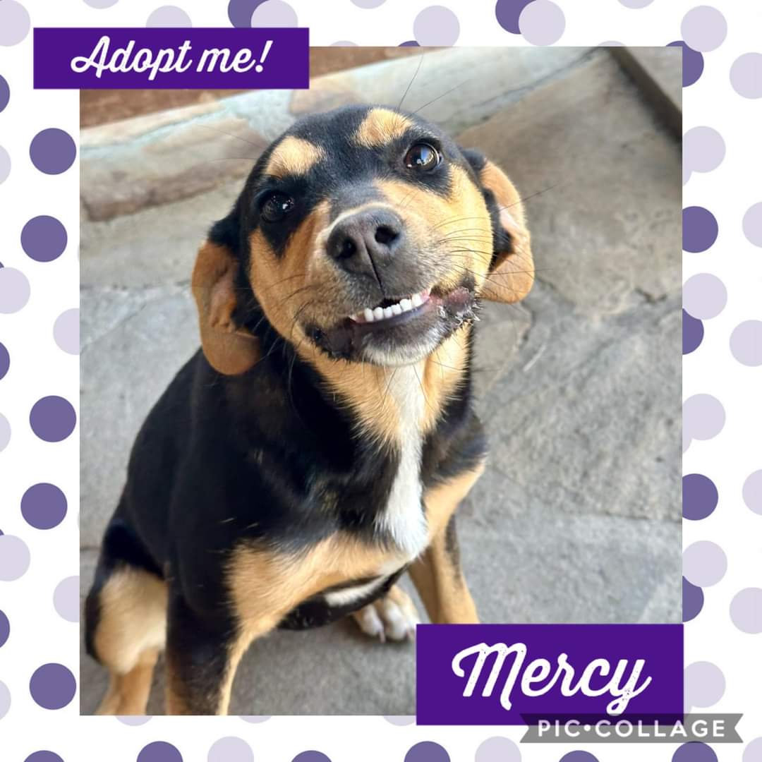 Dog for Adoption Mercy, a Black and Tan Coonhound in Fond Du Lac, WI