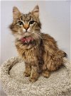 adoptable Cat in , WI named Clawdia