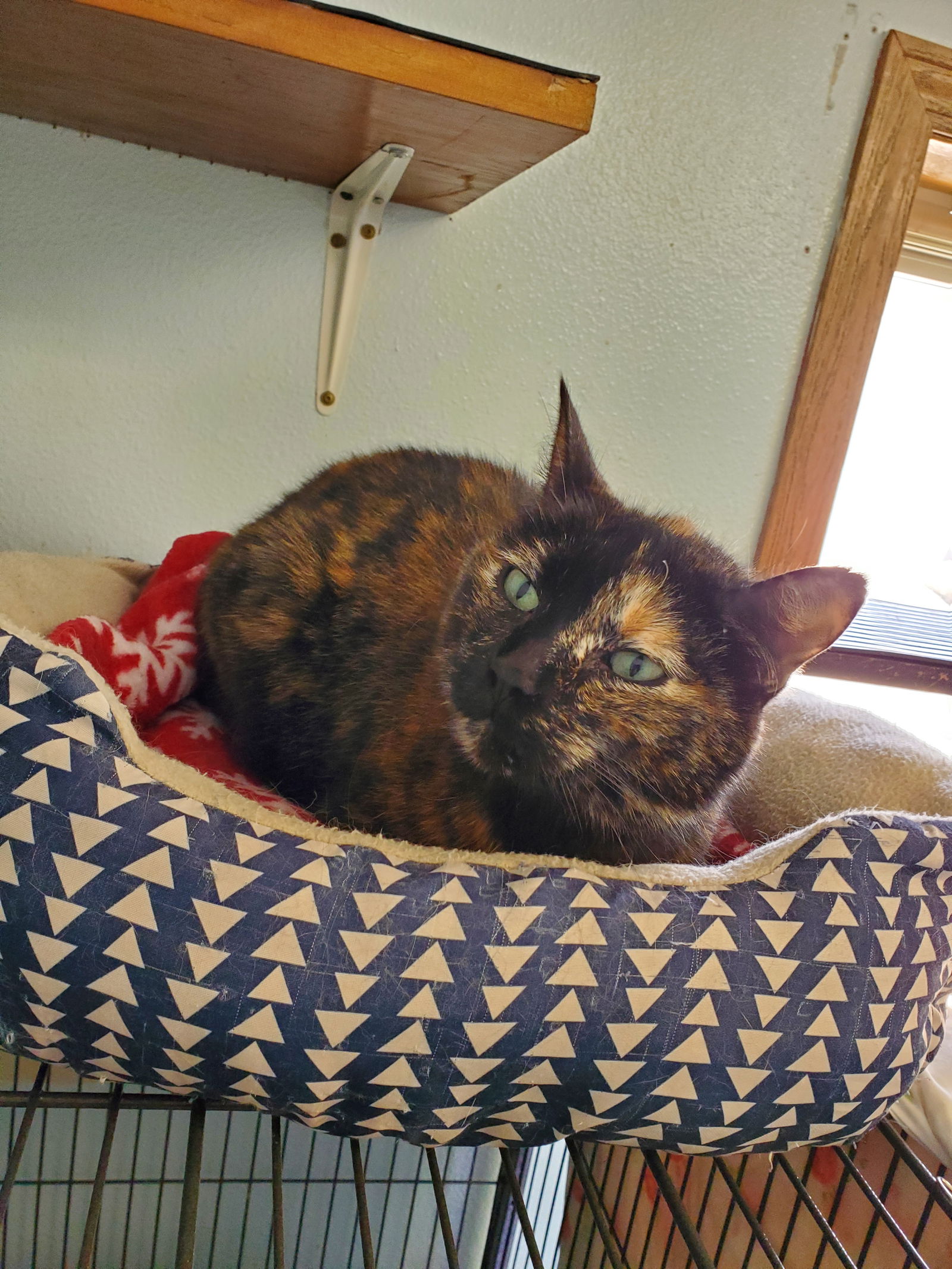 adoptable Cat in Montello, WI named Rennie