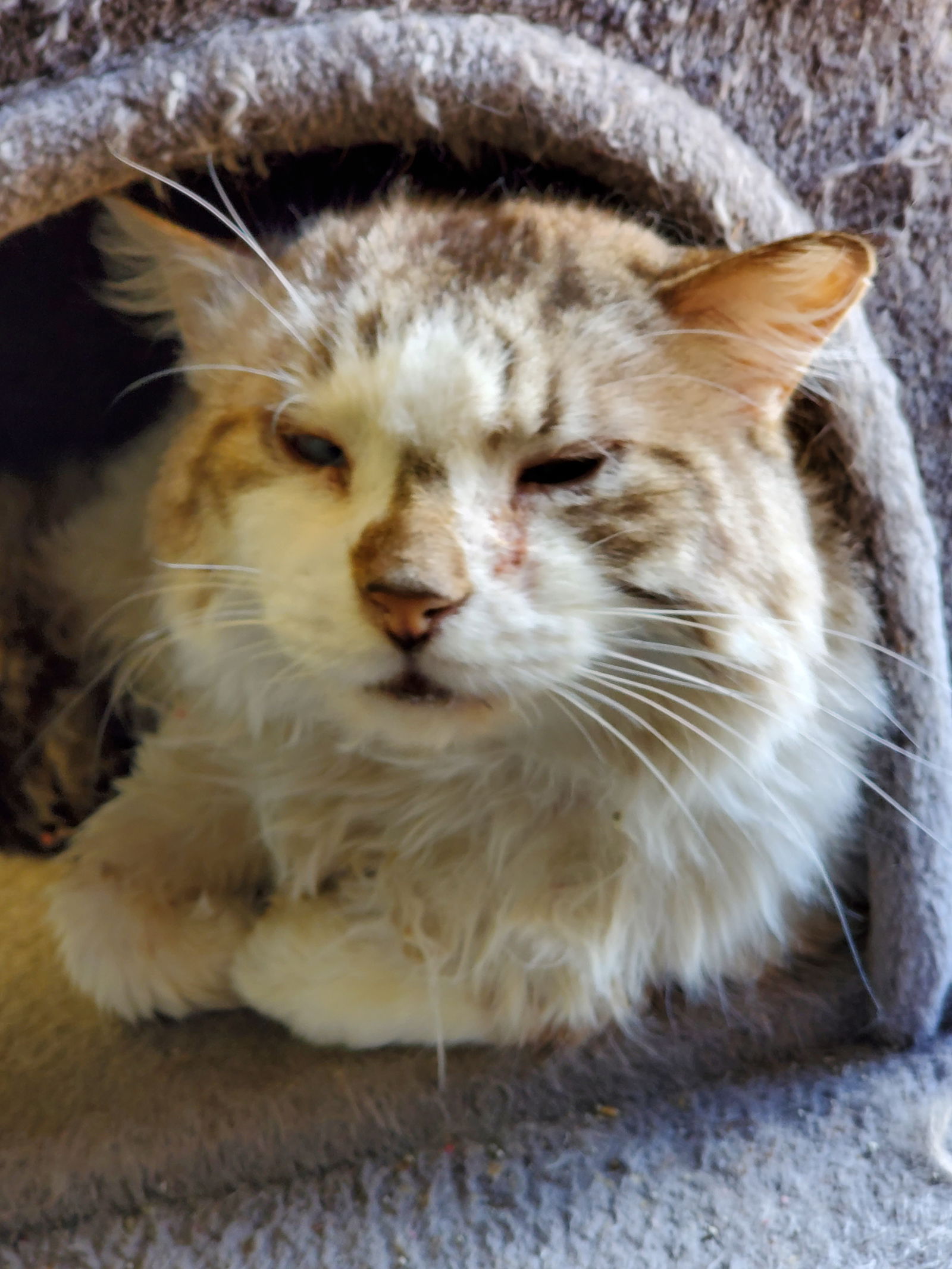 adoptable Cat in Montello, WI named Radio