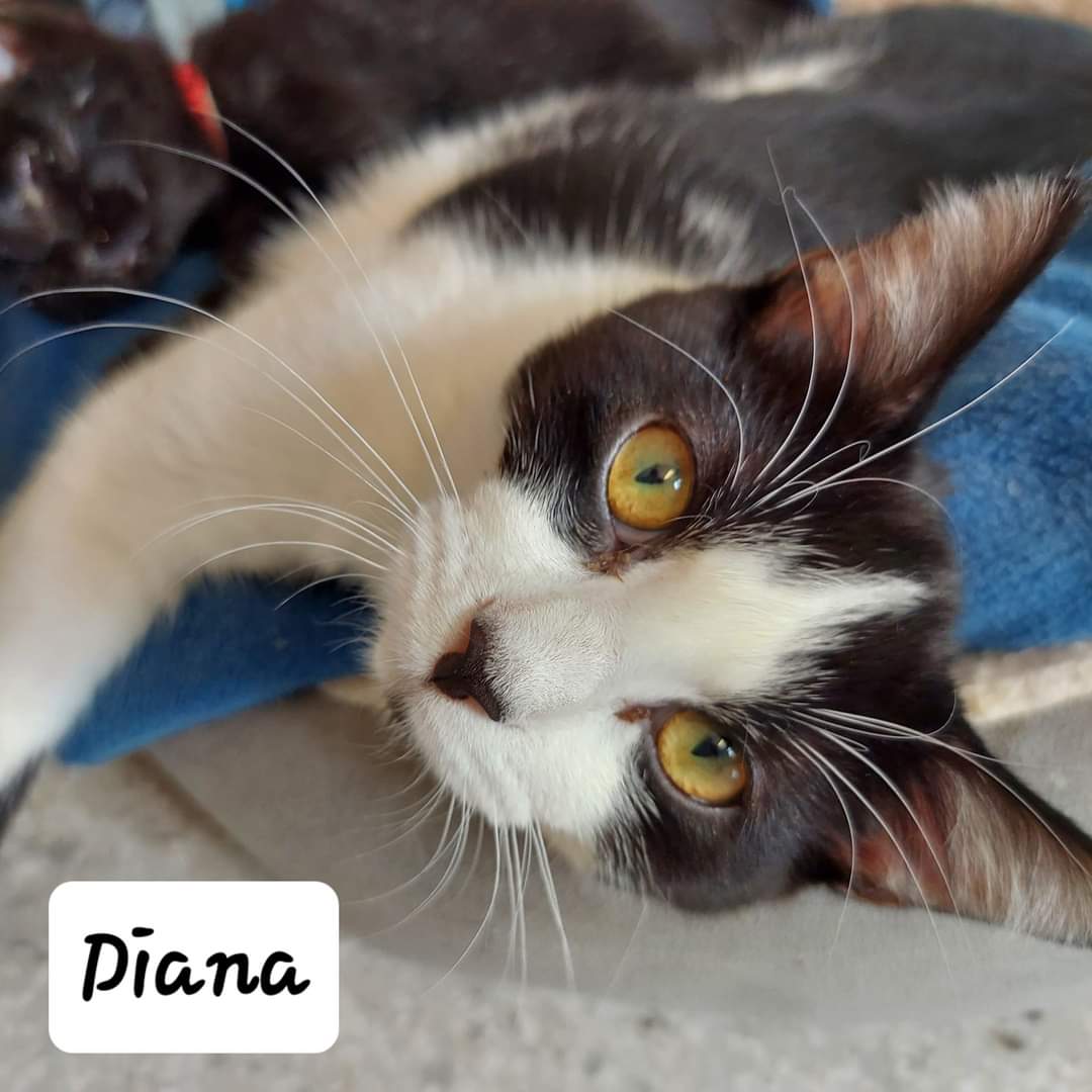 adoptable Cat in Montello, WI named Diana @The Cats Brew