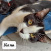 adoptable Cat in , WI named Diana