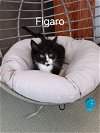 adoptable Cat in  named Figaro