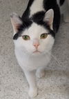 adoptable Cat in Montello, WI named Baxter
