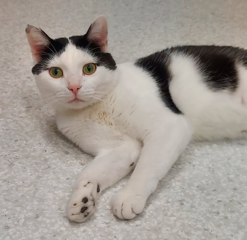 BAXTER - Domestic Short Hair available for adoption