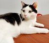Baxter - Photo 3