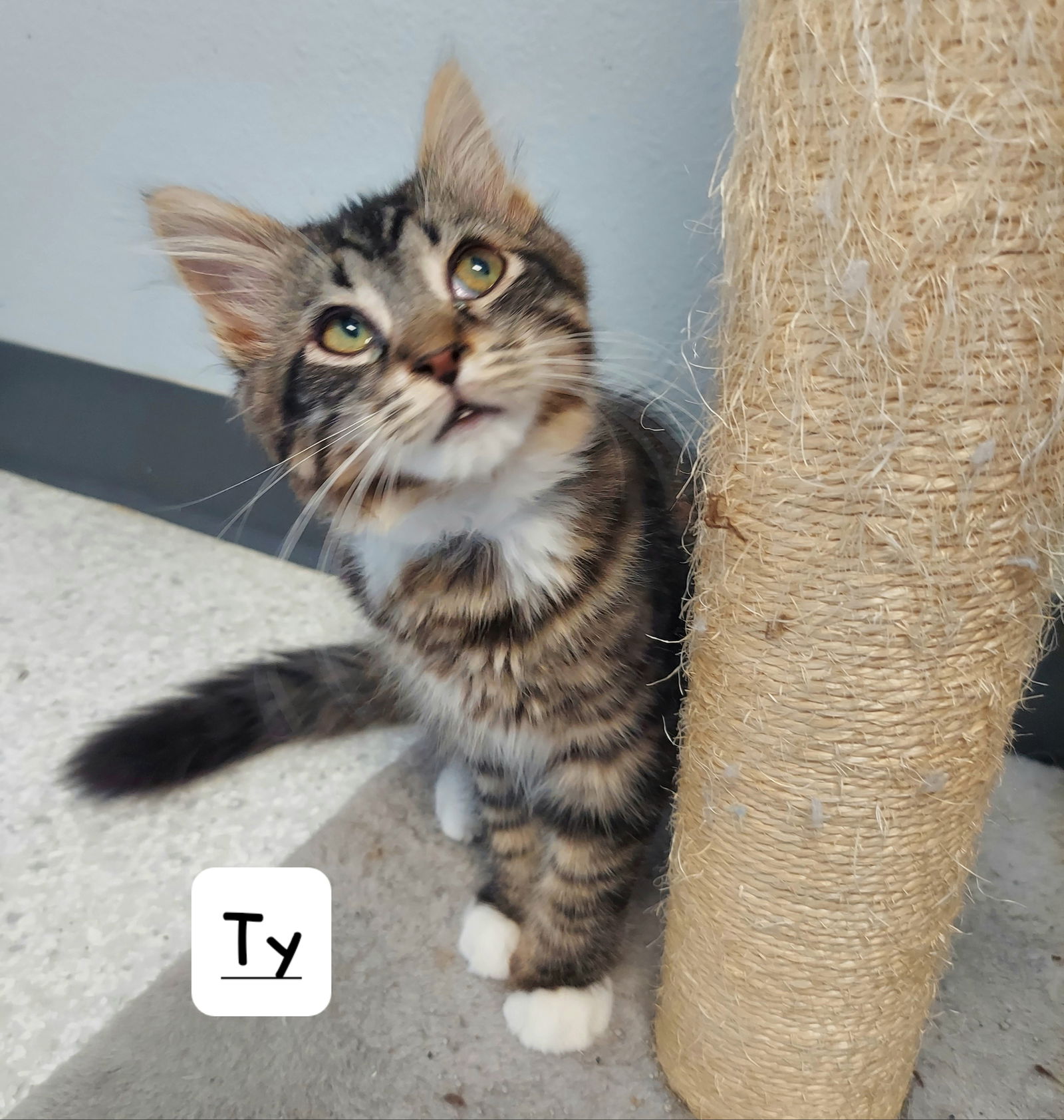 adoptable Cat in Montello, WI named TY