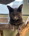 adoptable Cat in Montello, WI named Baby Jane @ The Cat