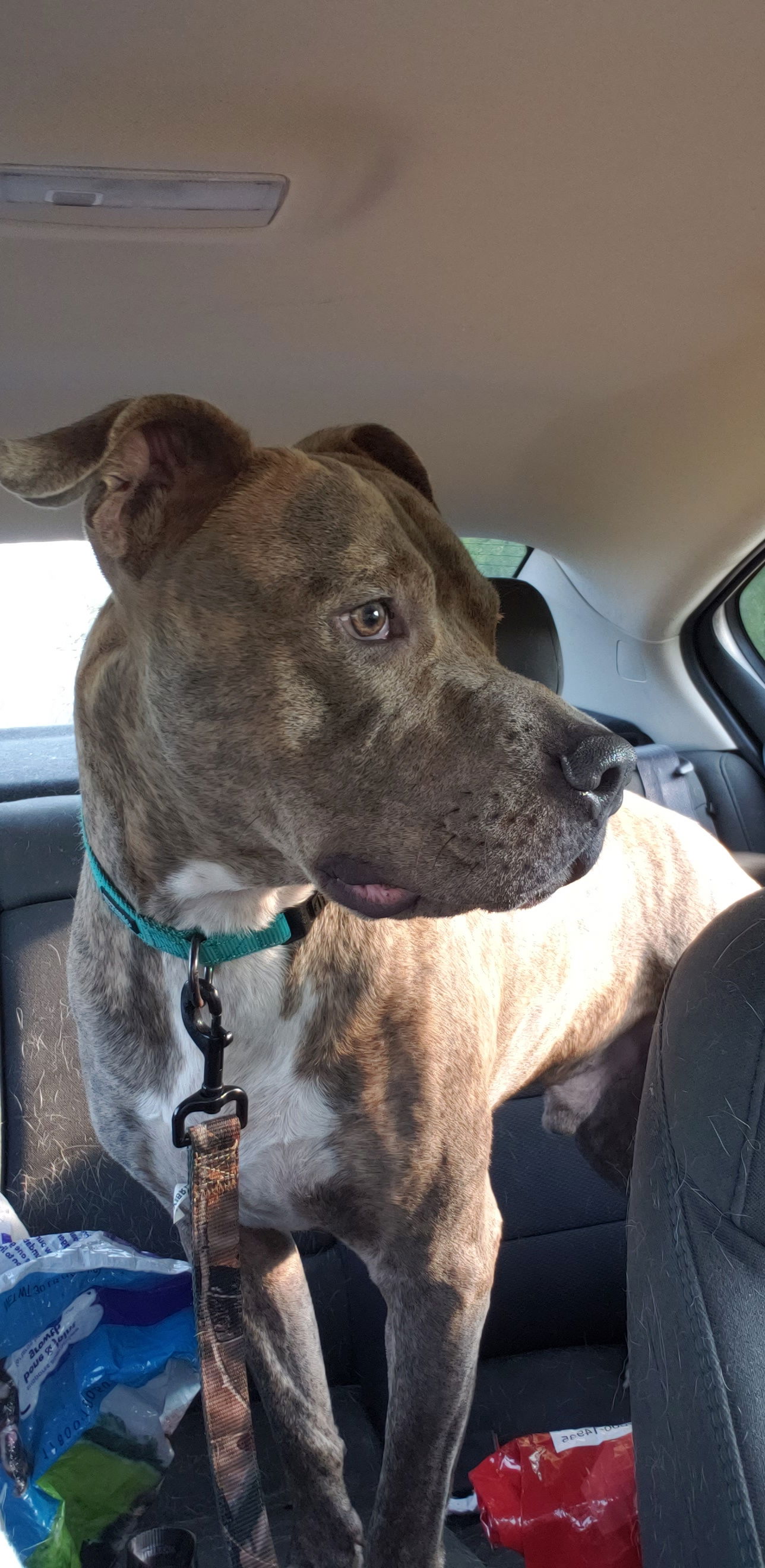 adoptable Dog in Montello, WI named Stone