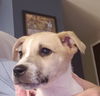 adoptable Dog in montello, WI named Nala 2