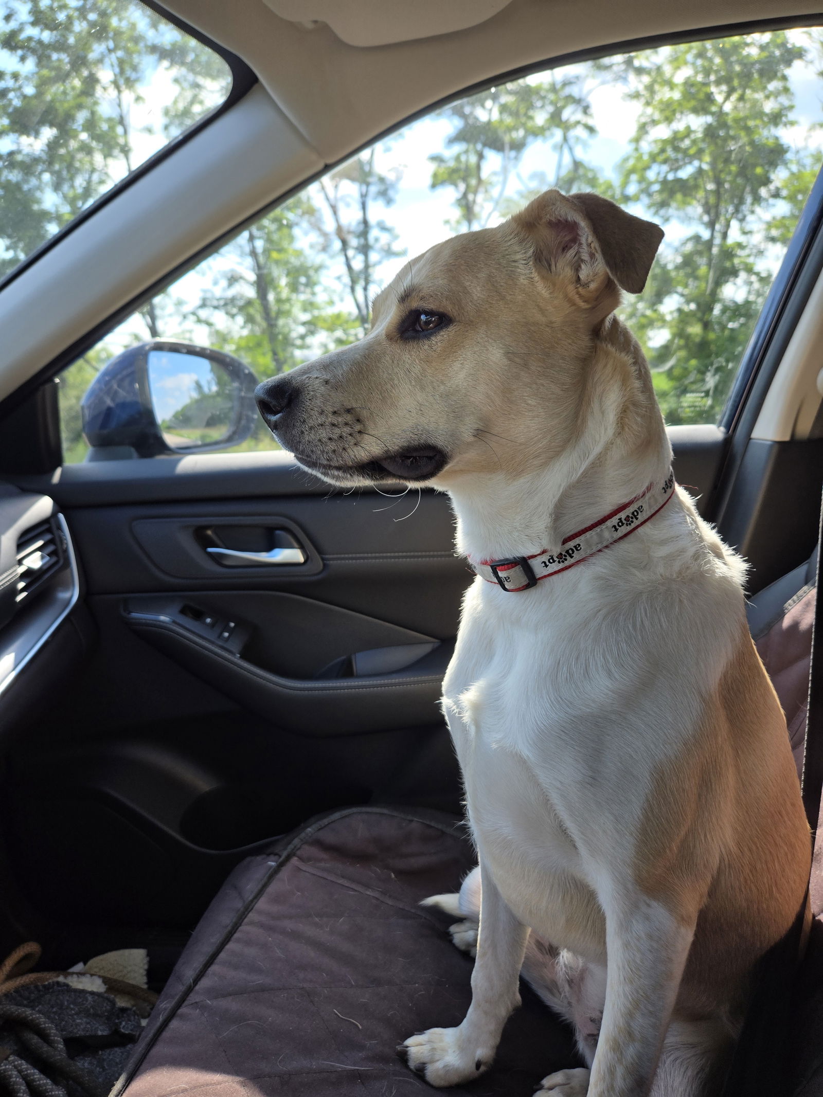 adoptable Dog in Montello, WI named Nala 2