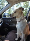 adoptable Dog in montello, WI named Nala 2