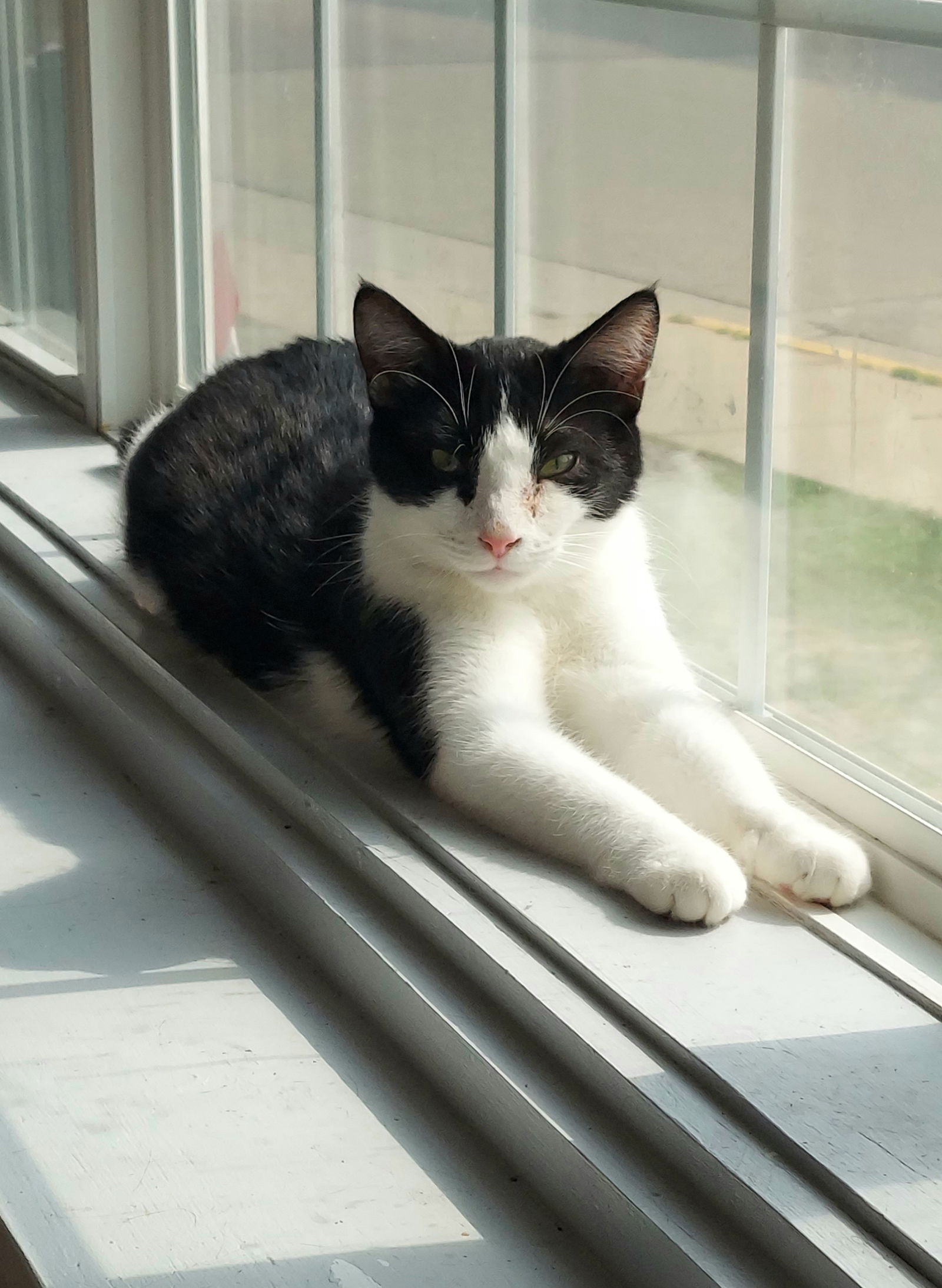 adoptable Cat in Montello, WI named Ringo @ The Cat's Brew