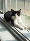 adoptable Cat in montello, WI named Ringo @ The Cat