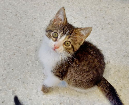 picture of the cat needing adoption