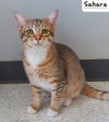 adoptable Cat in  named Sahara @ The Cat