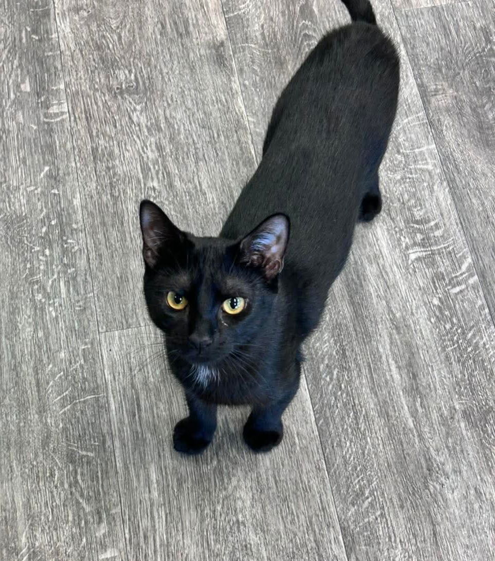 adoptable Cat in Montello, WI named Gobi @ The Cat's Brew