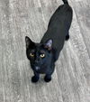 adoptable Cat in montello, WI named Gobi @ The Cat