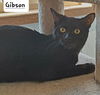 adoptable Cat in montello, WI named Gibson @ The Cat’s Brew
