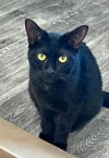 adoptable Cat in montello, WI named Gibson @ The Cat’s Brew