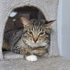 adoptable Cat in montello, WI named Mojave @ The Cat