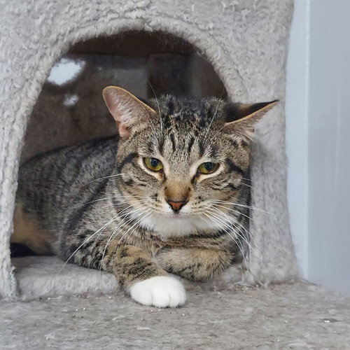 MOJAVE @ THE CAT'S BREW - Domestic Short Hair available for adoption