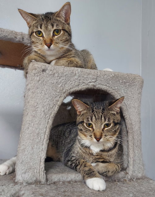 MOJAVE @ THE CAT'S BREW - Domestic Short Hair available for adoption