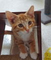 adoptable Cat in montello, WI named Gouda