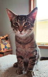 adoptable Cat in  named Colby Jack