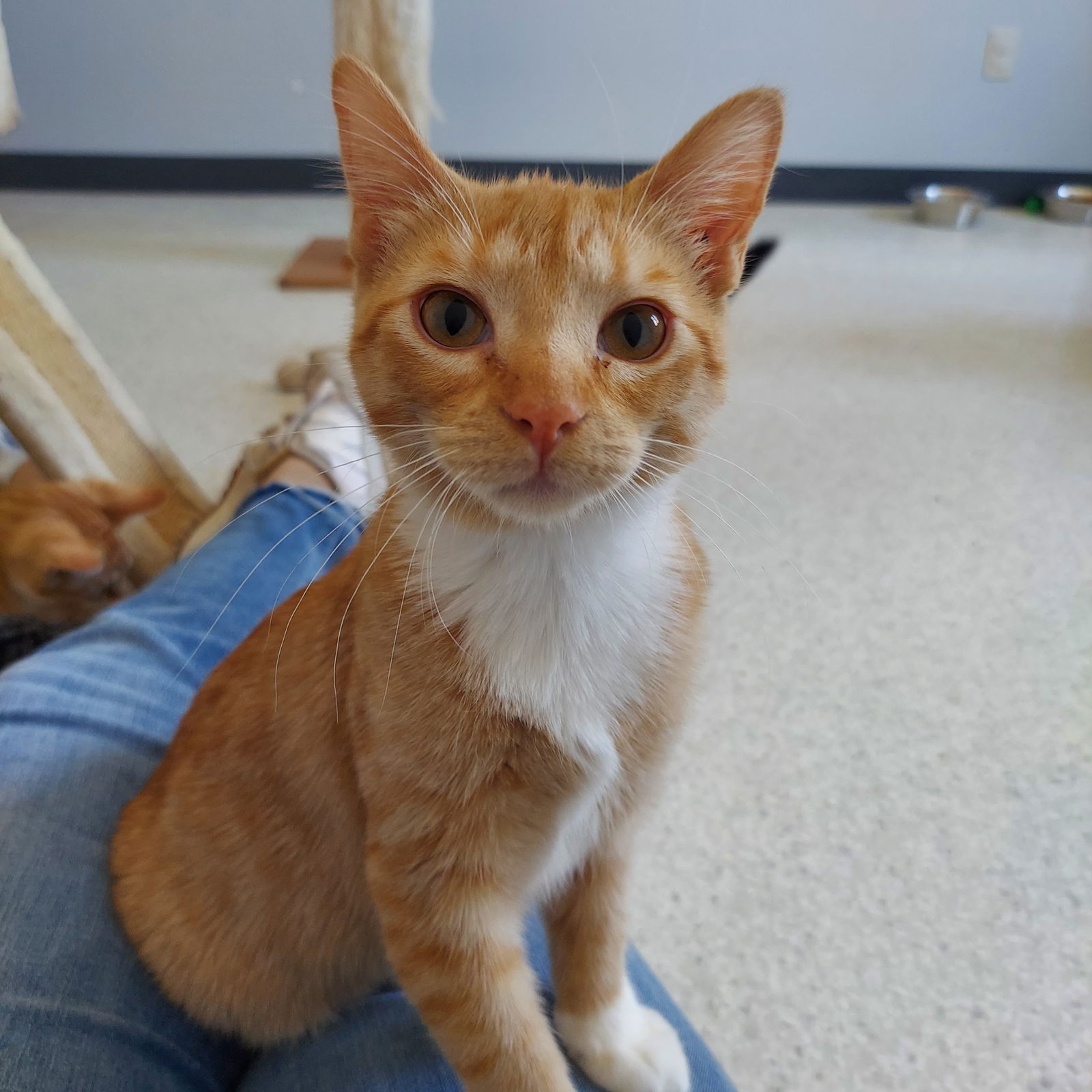 adoptable Cat in Montello, WI named Brie