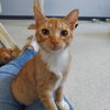 adoptable Cat in Montello, WI named Brie