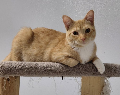picture of the cat needing adoption
