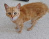 adoptable Cat in  named Daisy Mae