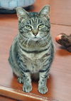 adoptable Cat in  named Rosie @ The Cat