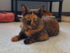 adoptable Cat in  named Cinnamon @ The Cat’s Brew