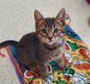 adoptable Cat in  named Basil