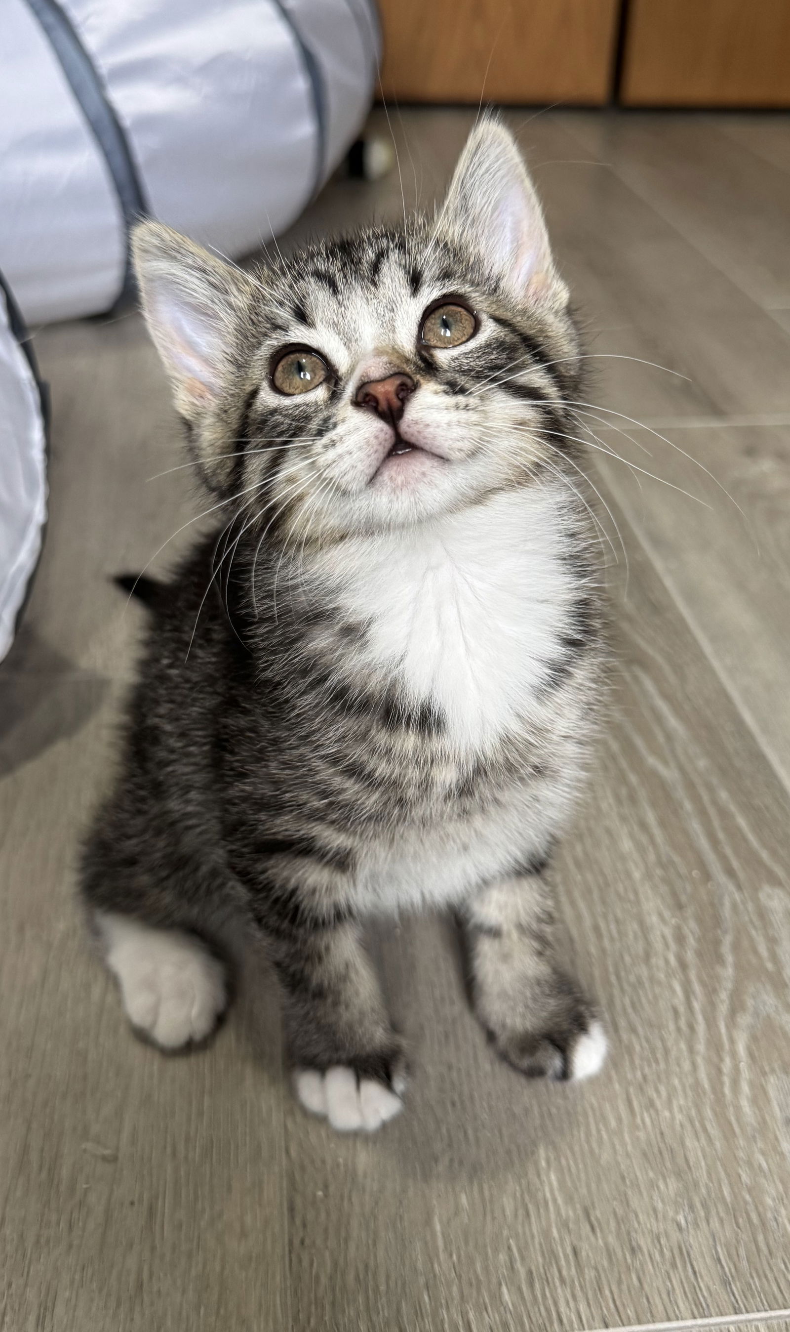 adoptable Cat in Montello, WI named Tony