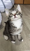 adoptable Cat in  named Tony