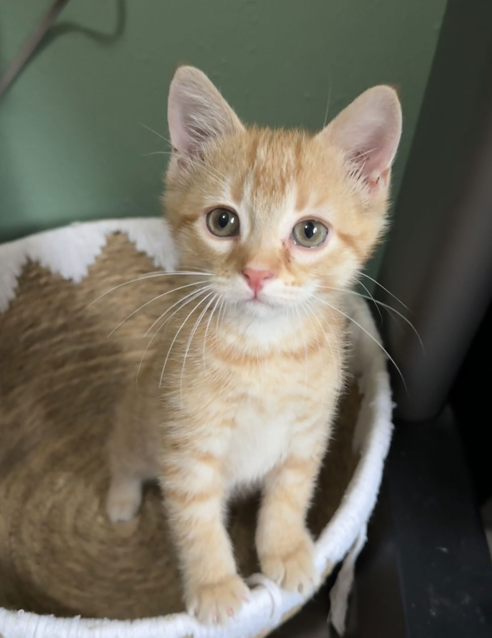 adoptable Cat in Montello, WI named Paprika