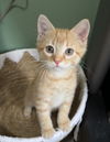 adoptable Cat in  named Paprika