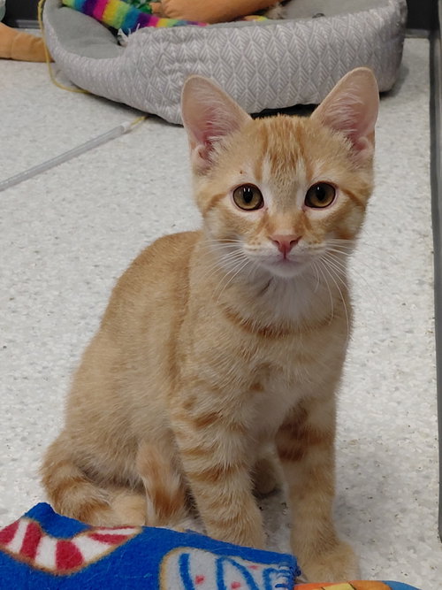 picture of the cat needing adoption