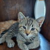 adoptable Cat in  named Clove