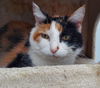 adoptable Cat in montello, WI named Shyloh