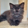 adoptable Cat in  named Andy