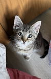adoptable Cat in  named Zoey