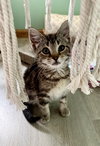 Zoey @ The Cat's Brew - Photo 4