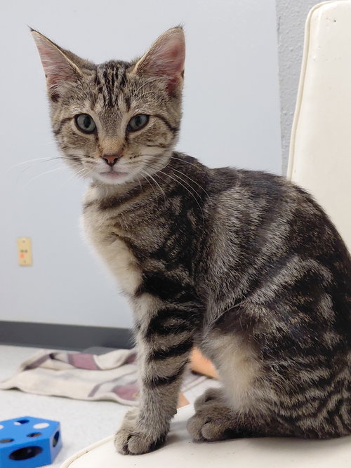 picture of the cat needing adoption